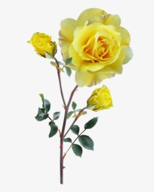 Rose, Yellow, Stem, Buds - Yellow Flowers With Stem, HD Png Download, Transparent PNG