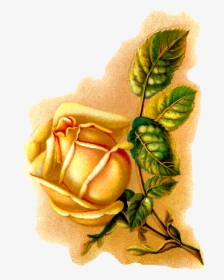 Rose Flower Illustration Botanical Vintage Art - Illustration, HD Png Download, Transparent PNG