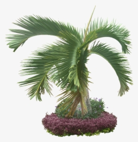 The Ocean, Palm Trees, Sand, Free Download Sharon Dixon, - Transparent Jungle Plants, HD Png Download, Transparent PNG