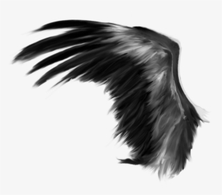 Transparent Feathers Angel - Transparent Background Wings Png, Png Download, Transparent PNG