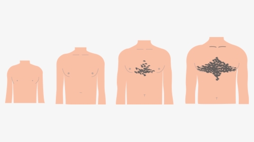 Transparent Pubic Hair Clipart - Grow Hair In Chest Puberty, HD Png Download, Transparent PNG