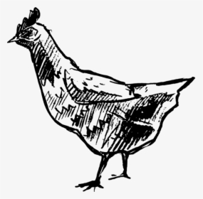 Transparent Chicken Clipart Black And White - Phasianidae, HD Png Download, Transparent PNG