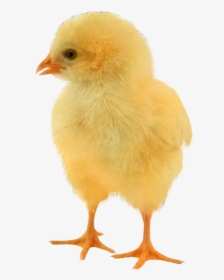 Baby Chicken Png - Png Baby Chicken, Transparent Png, Transparent PNG