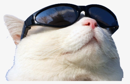 Wearing Cat Github Sunglasses Sunscreen Free Transparent - Cat Wearing Sunglasses Png, Png Download, Transparent PNG