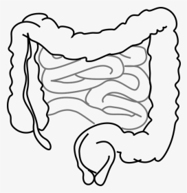 Intestines, Bowel, Guts, Intestinal, Gastrointestinal - Intestines Clipart, HD Png Download, Transparent PNG