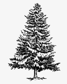 Pine Drawing Tree Evergreen Clip Art - Pine Tree Clipart Black And White, HD Png Download, Transparent PNG