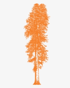 Drawings Of Redwood Trees, HD Png Download, Transparent PNG