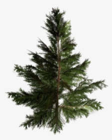 Artificial Christmas Tree Pine Pinales - Tree, HD Png Download, Transparent PNG