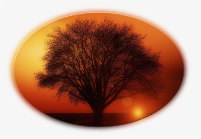 Tree, HD Png Download, Transparent PNG