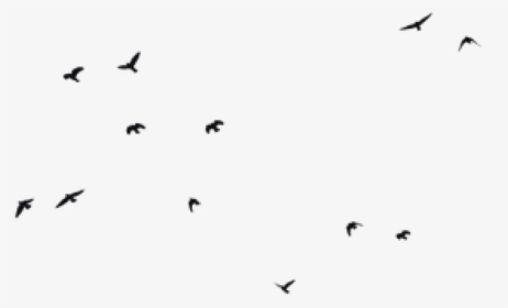 Transparent Background Bird Silhouette Png - Transparent Background Transparent Birds Flying, Png Download, Transparent PNG