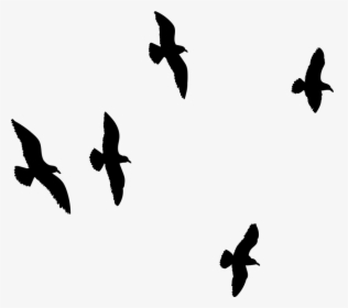 Seagull Flying, Flock Of Birds, Bird, Sky, Flock - Flock, HD Png Download, Transparent PNG