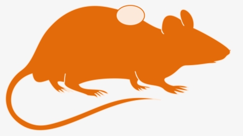 Transparent Mouse Animal Png - Mouse Brain Clipart, Png Download, Transparent PNG