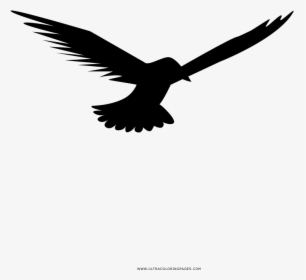 Seagull Coloring Page - Falconiformes, HD Png Download, Transparent PNG