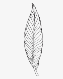 Feather Line Art - Feather Line Art Png, Transparent Png, Transparent PNG