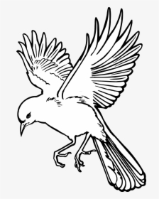 Vector Graphics - Flying Bird Line Drawing, HD Png Download, Transparent PNG