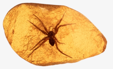 Spider Trapped In Amber - Tree Sap Amber, HD Png Download, Transparent PNG