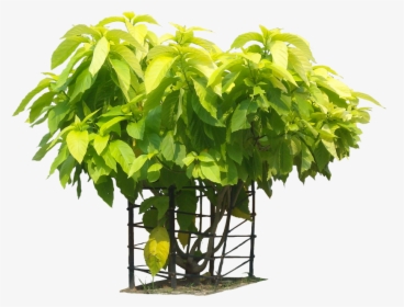 A Collection Of Tropical Plant Images With Transparent - Pisonia Alba Png, Png Download, Transparent PNG