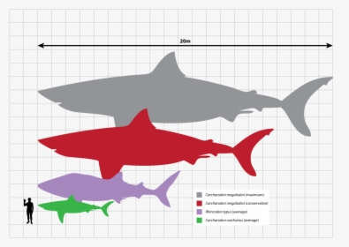 Tiger Shark Size Comparison, HD Png Download, Transparent PNG