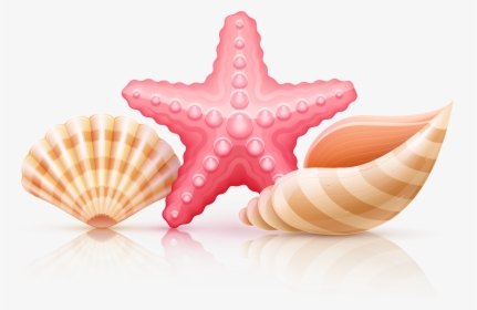 Starfish And Seashells Png - Transparent Background Seashell Clipart, Png Download, Transparent PNG