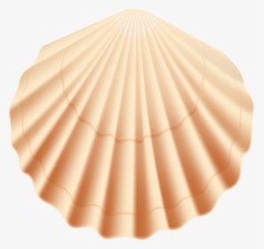 Transparent Sea Shell Clip Art - Transparent Background Seashells Clipart Png, Png Download, Transparent PNG