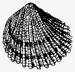 Sea Shell 2 Clip Arts - Sea Shell Drawing Black And White Png, Transparent Png, Transparent PNG