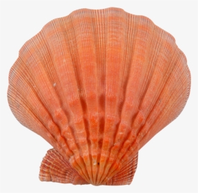 Lion S Paw-orange Seashell - Orange Seashells, HD Png Download, Transparent PNG