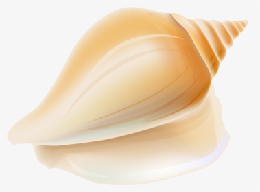 Seashell Shankha Transparent Conchology Png File Hd - Clipart Transparent Shell No Background, Png Download, Transparent PNG