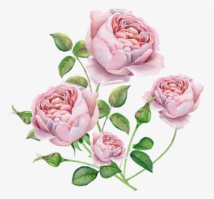 Rose, English, Rose Watercolor Roses, Pink Color - English Rose Watercolor, HD Png Download, Transparent PNG