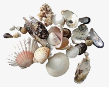 #moodboard #stickers #seashells #sea #shells #summer - Aesthetic Beach Shells Png, Transparent Png, Transparent PNG