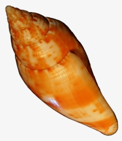 Orange Seashell By Jeanicebartzen27 - Orange Sea Shell, HD Png Download, Transparent PNG