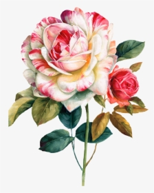 Pink And Red Roses Flower Watercolor Painting Floral, HD Png Download, Transparent PNG