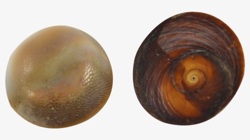 Clam, HD Png Download, Transparent PNG