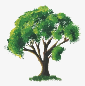 Tree Drawing With Color Png, Transparent Png, Transparent PNG