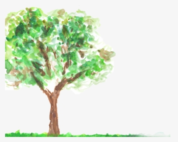 Tree-green - Oak, HD Png Download, Transparent PNG