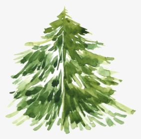 Transparent Christmas Tree - Watercolor Pine Tree Png, Png Download, Transparent PNG