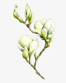 Transparent Magnolia Tree Png - Bud, Png Download, Transparent PNG