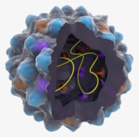Structured Parvoviral Particles Of Vp3 Protein And - Bead, HD Png Download, Transparent PNG