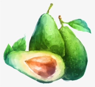 Avocado Clipart Draw - Water Color Fruit Drawing, HD Png Download, Transparent PNG