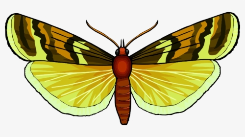 Butterfly - Swallowtail Butterfly, HD Png Download, Transparent PNG