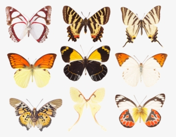 Butterfly, Collection Of Butterflies, Wings, Insects - Swallowtail Butterfly, HD Png Download, Transparent PNG