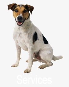 Dog Pet Sitting Puppy Cat - Png Format Dog Transparent Background, Png Download, Transparent PNG