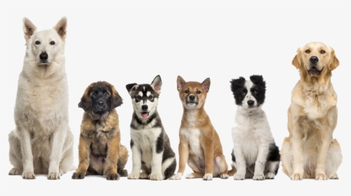 Group Of Dogs Sitting, HD Png Download, Transparent PNG