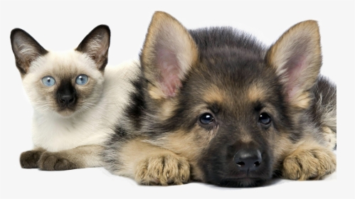 In House Pet Sitting For Cats And Dogs Cleveland Ohio - Kittens And German Shepherds, HD Png Download, Transparent PNG