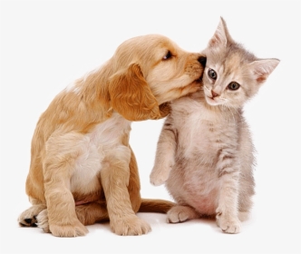 Pet Sitting, Pet Sitter Prices Cleveland, Oh - Cat And Dog Cute, HD Png Download, Transparent PNG