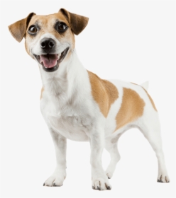 Jack Russell - Bark Collar For Small Dog, HD Png Download, Transparent PNG