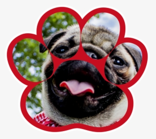 Pug, HD Png Download, Transparent PNG