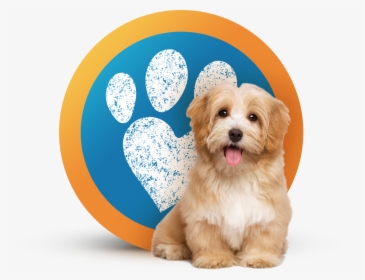 Dog Sitting, Pet Sitting - Marshmallow Dog, HD Png Download, Transparent PNG