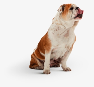 Australian Bulldog, HD Png Download, Transparent PNG