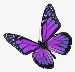Real Purple Monarch Butterfly, HD Png Download, Transparent PNG