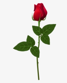 Rose Png For Picsart, Transparent Png, Transparent PNG